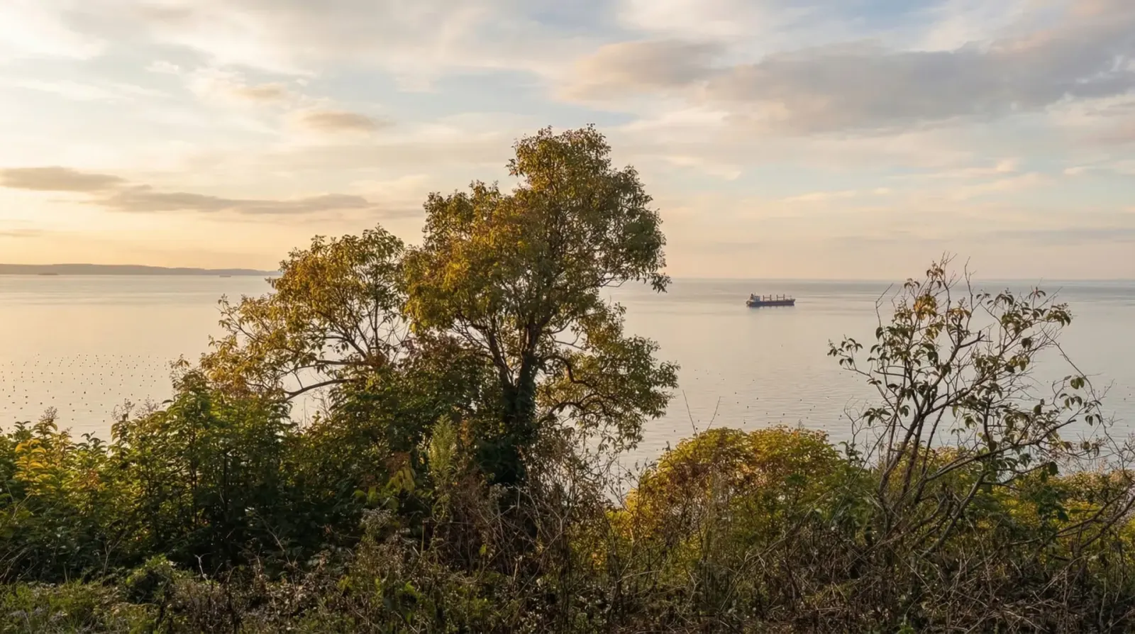 Macchia mediterranea sulla costa al tramonto, una nave all'orizzonte.